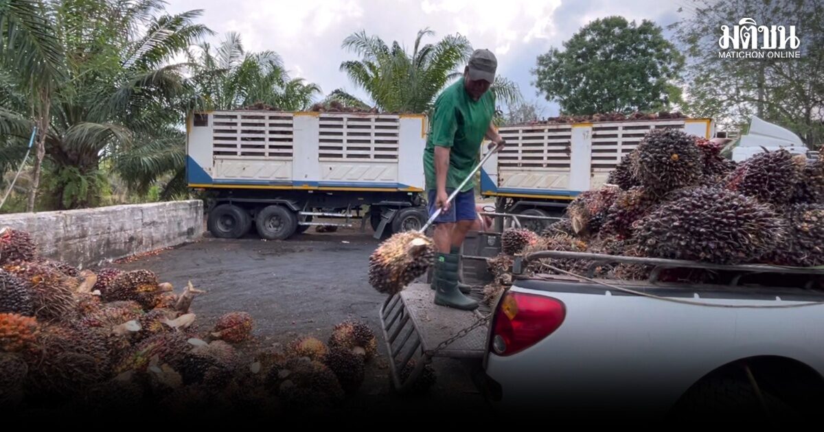 ชาวสวนปาล์มเดือดร้อนหนัก น้ำมันแพง ทำต้นทุนพุ่ง คนงานตัดเริ่มหายาก ลานเทงดขนส่งระยะไกล