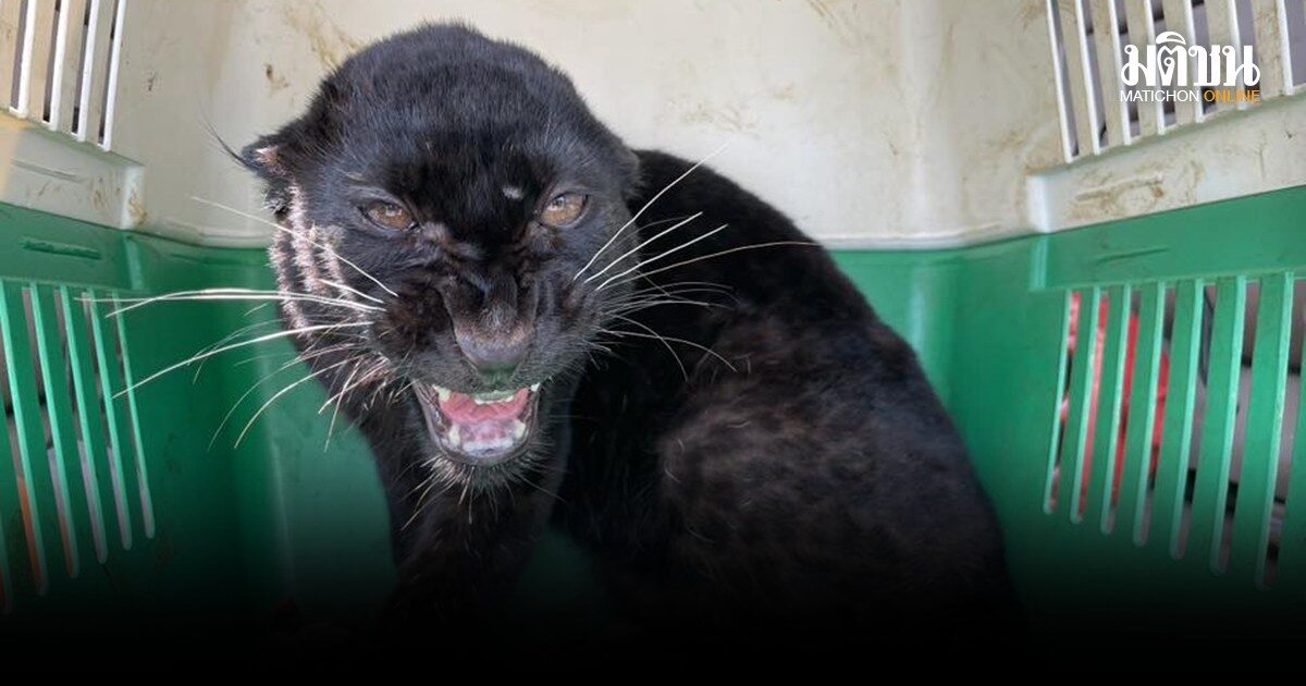 ยึดลูกเสือดำ อายุ 7 เดือน กลางลานจอดรถห้างแม่สอด เตรียมส่งชเวโก๊กโก่ พร้อมจับชาวเมียนมา 2 ราย