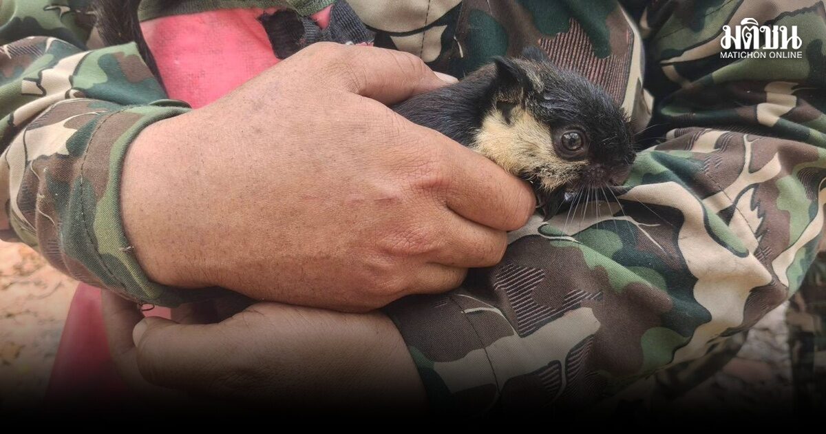 สลดลูกพญากระรอกดำ ตกต้นไม้ หนีไฟป่า พื้นที่ห้วยทับเสลา เจ้าหน้าพยายามหาแม่ แต่ไม่พบ คาด ถูกไฟคลอกตายแล้ว