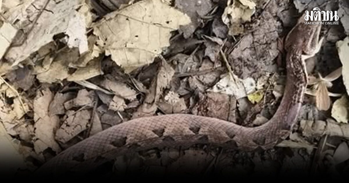 จนท.ดับไฟป่า เจองูกะปะหนีไฟเหมือนกันกัด เพื่อนหามเดินเท้าออกจากพื้นที่ชั่วโมงครึ่ง ขึ้นรถอีกครึ่งชม.ถึงรพ.ช่วยทันหวุดหวิด