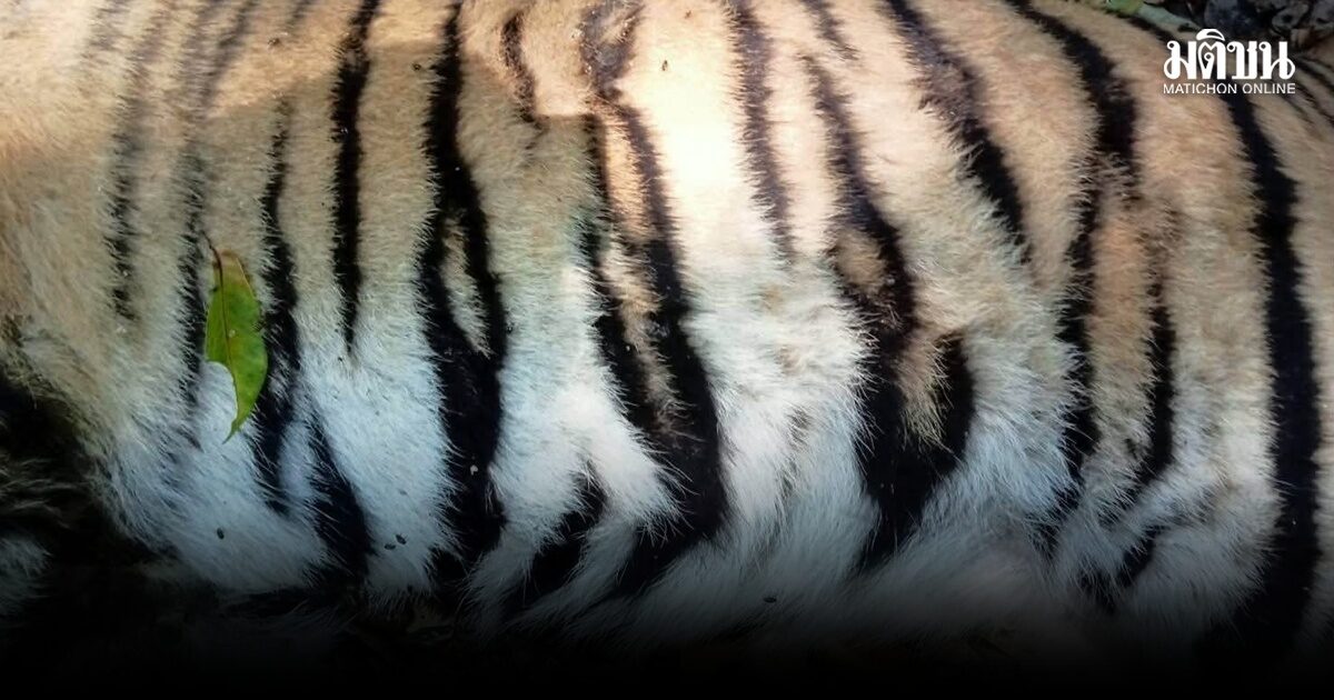พบซากเสือโคร่งวัยรุ่นกลางทุ่งใหญ่ฯ ตะวันออก คาดสังเวยศึกชิงอาณาจักร ผู้ที่แข็งแกร่งกว่าคือผู้อยู่รอด เร่งเผาทำลายกันการโจรกรรม