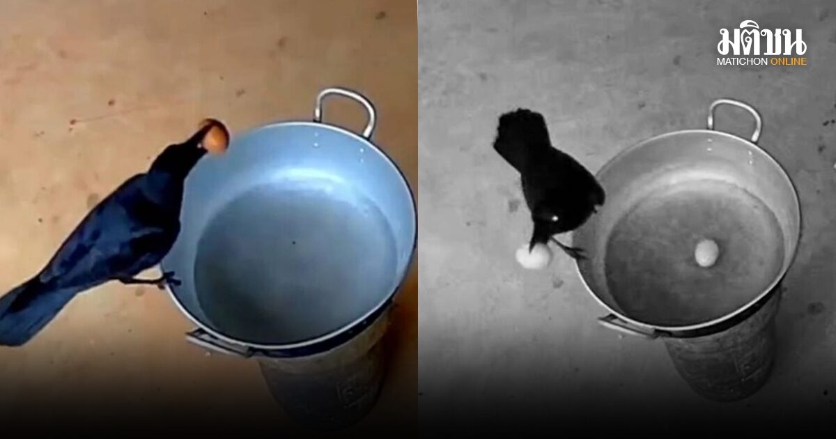 หลักฐานชัดเจน ครูหนุ่มสุดทน ตั้งกล้องจับหัวขโมยไข่ต้มเกลี้ยงแผง มิน่าทั้งนักเรียน ทั้งภารโรงไม่มีใครยอมรับ