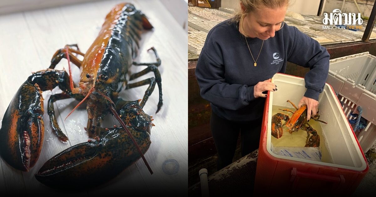 ฮือฮา! ล็อบสเตอร์สองสีสุดหายาก โอกาสเกิดขึ้น 1 ใน 50 ล้าน ถูกส่งต่อพิพิธภัณฑ์สัตว์น้ำเพื่ออนุรักษ์