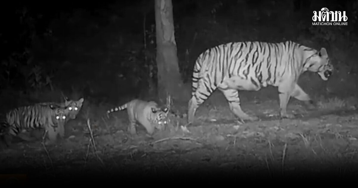 เปิดภาพครอบครัวเสือโคร่ง ‘แม่ทับลาน’ ลูกน้อย 3 ตัวเดินตามแม่พุงพลุ้ย-น่ารักหาชมยาก