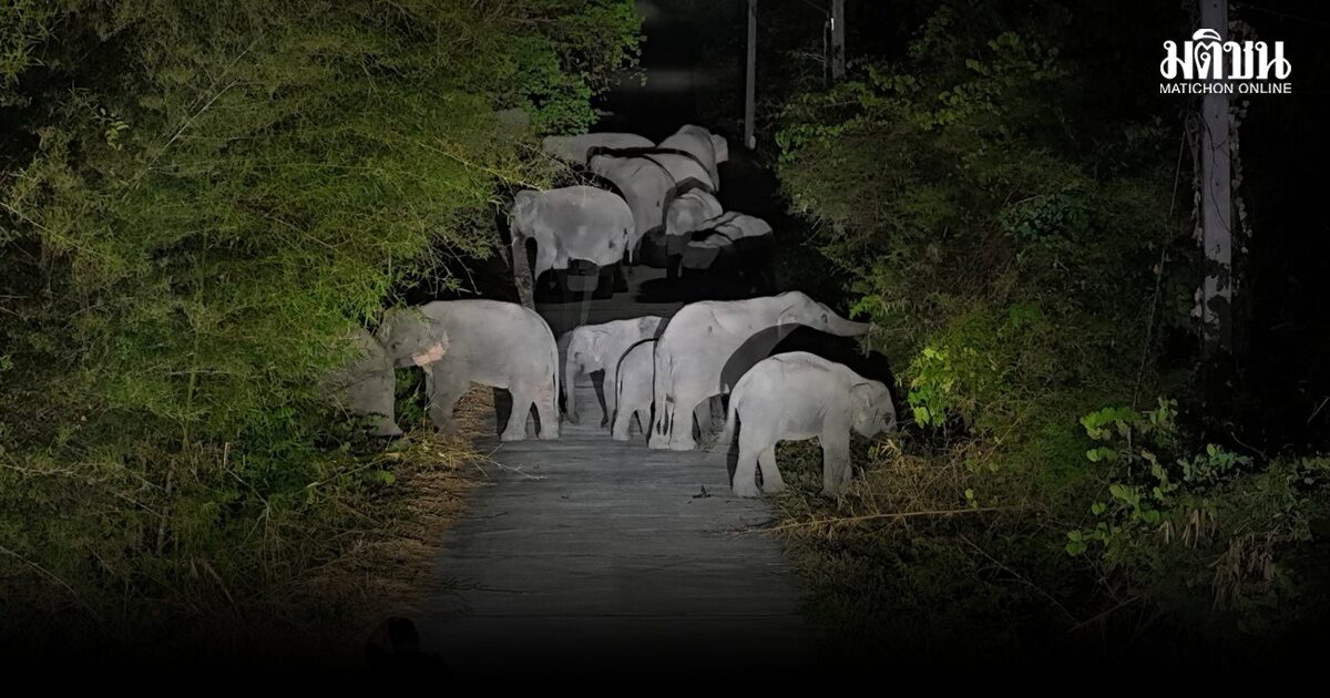 ช้างป่าเขาใหญ่ 10 กว่าตัว บุกสวนทุเรียนทำลายทรัพย์สินเสียหายกว่า7หมื่นบาท