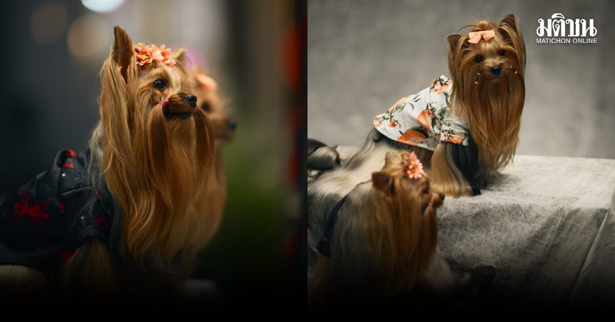 ถ้วยพระราชทาน ‘เจ้าฟ้าสิริวัณณวรีฯ’ พริ้นเซส คัพ 2026 ชมความน่ารัก ‘คุณวิเวียน-คุณลูฟ’