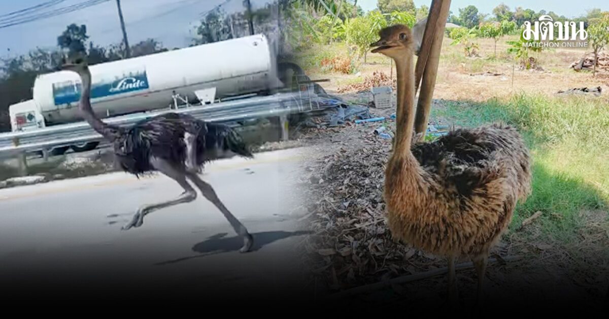 เจอแล้ว น้องกระจอกเทศ วิ่งตามรถปูนไปบนมอร์เตอร์เวย์15กม.จากบางละมุงไปตะพงรวดเดียว ไม่เหนื่อยเลย