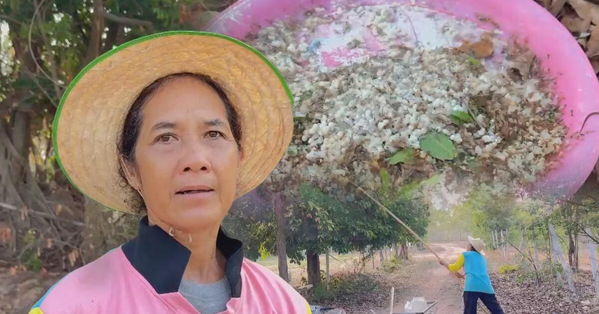 สร้างรายได้งามหลักพัน/วัน ขายไข่มดแดงออนไลน์