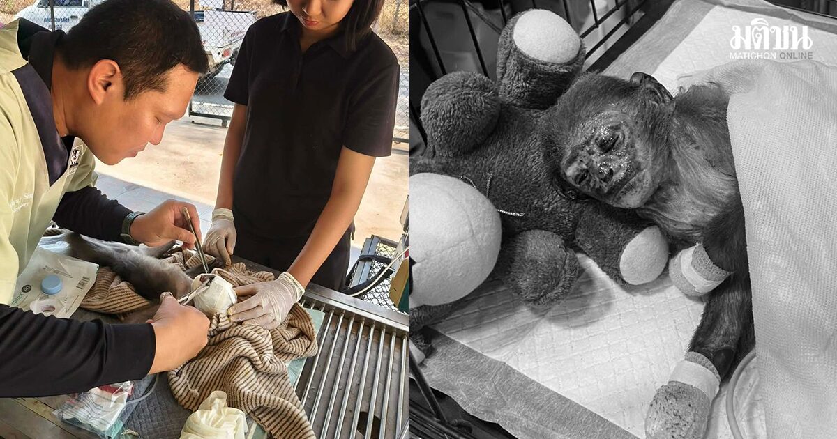 สุดยื้อ น้องสงกรานต์ ค่างแว่นถิ่นใต้ เหยื่อไฟฟ้าชอร์ต สิ้นใจแล้ว หลังอาการดีขึ้นช่วงสั้นๆ