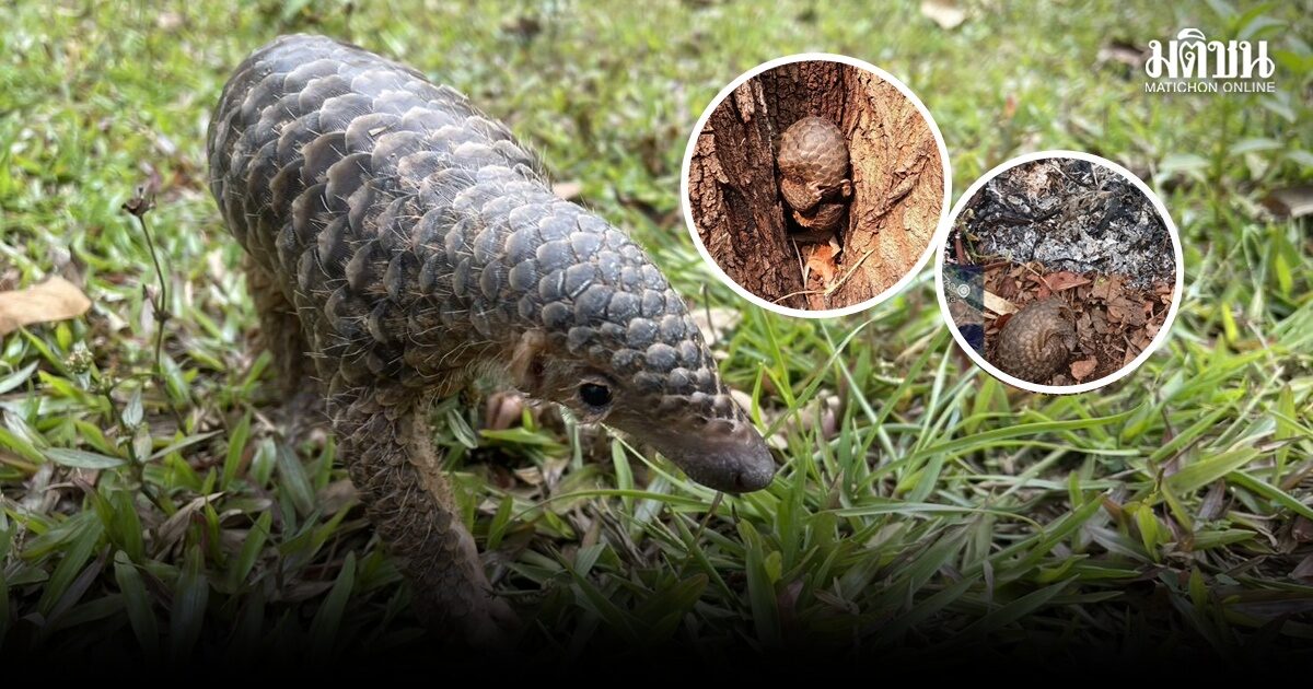 สุดสะเทือนใจ ลูกลิ่นชวา กระดึ๊บ หนีไฟป่า ชาวบ้านเจอ ส่งจนท.ช่วยรอดหวุดหวิด อีกตัวไปหลบร้อนซอกไม้กลัวตัวสั่น