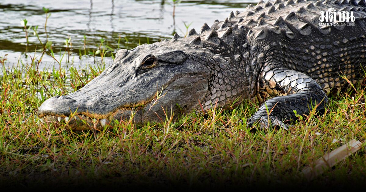 เที่ยวบินเดลต้า ดีเลย์ เจอจระเข้ตัวยักษ์ 6 เมตร นอนขวางทาง ยังไม่ชัดเข้ามาได้อย่างไร