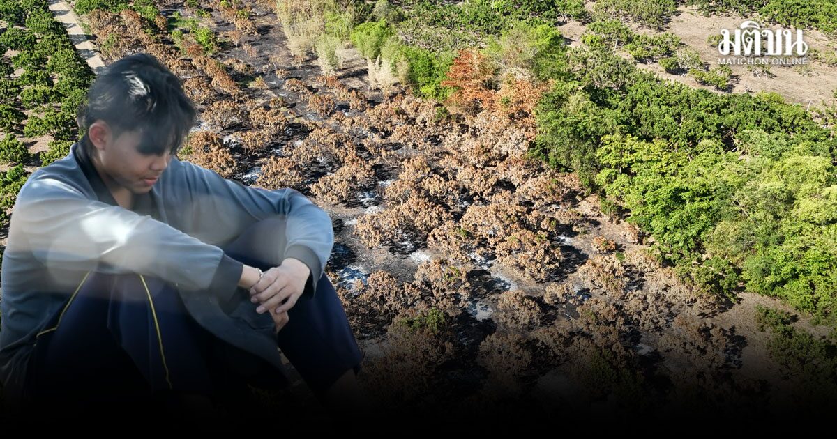 เพลิงปริศนา ลุกไหม้เผา สวนลำไย วอด 8 ไร่ เสียหายหนัก หนุ่มวิศวะ วอนหน่วยงานเยียวยา