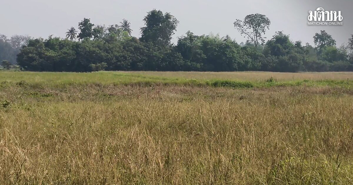 ชาว​อุทัยธานีโอด สู้ต่อไม่ไหว หยุดทำนาทั้งหมู่บ้าน ทำได้แค่อดทน วอนรบ.เร่งช่วยเหลือ