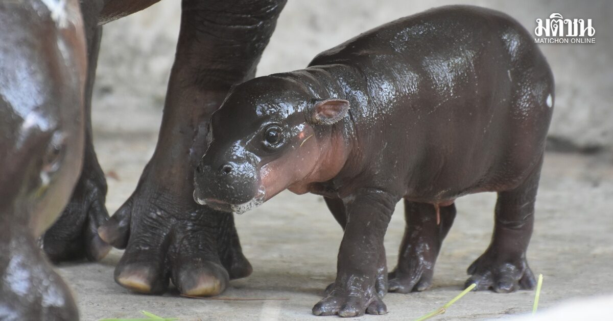 เฉลยแล้ว ลูกฮิปโปตัวใหม่ หลานหมูเด้ง เป็นตัวเมีย สวนสัตว์ขอนแก่นชวนชมความน่ารัก