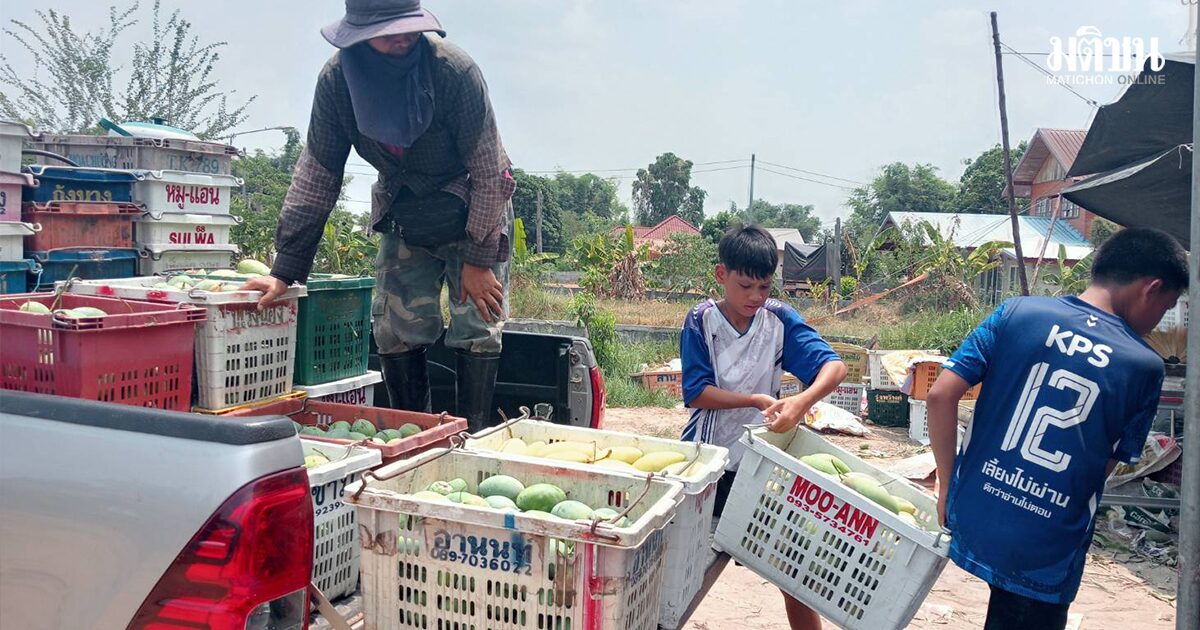 วิกฤตน้ำมัน ดับฝันชาวสวนมะม่วง ขาดทุนยับ ราคาดิ่งจากกิโลกรัมละ 60 เหลือแค่ 3 บาท