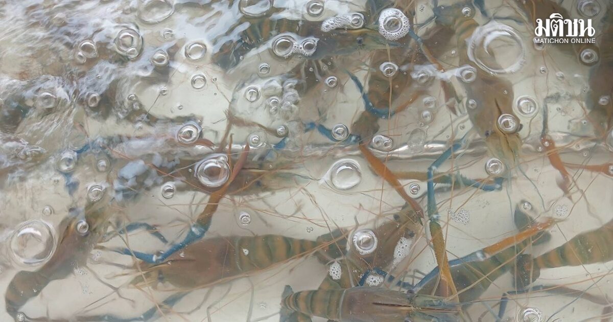 กาฬสินธุ์อ่วม เหตุน้ำมันแพง กุ้งก้ามกรามขายไม่ออก เหลือกก.ละ 200 บาท ราคาต่ำสุดรอบ 20 ปี