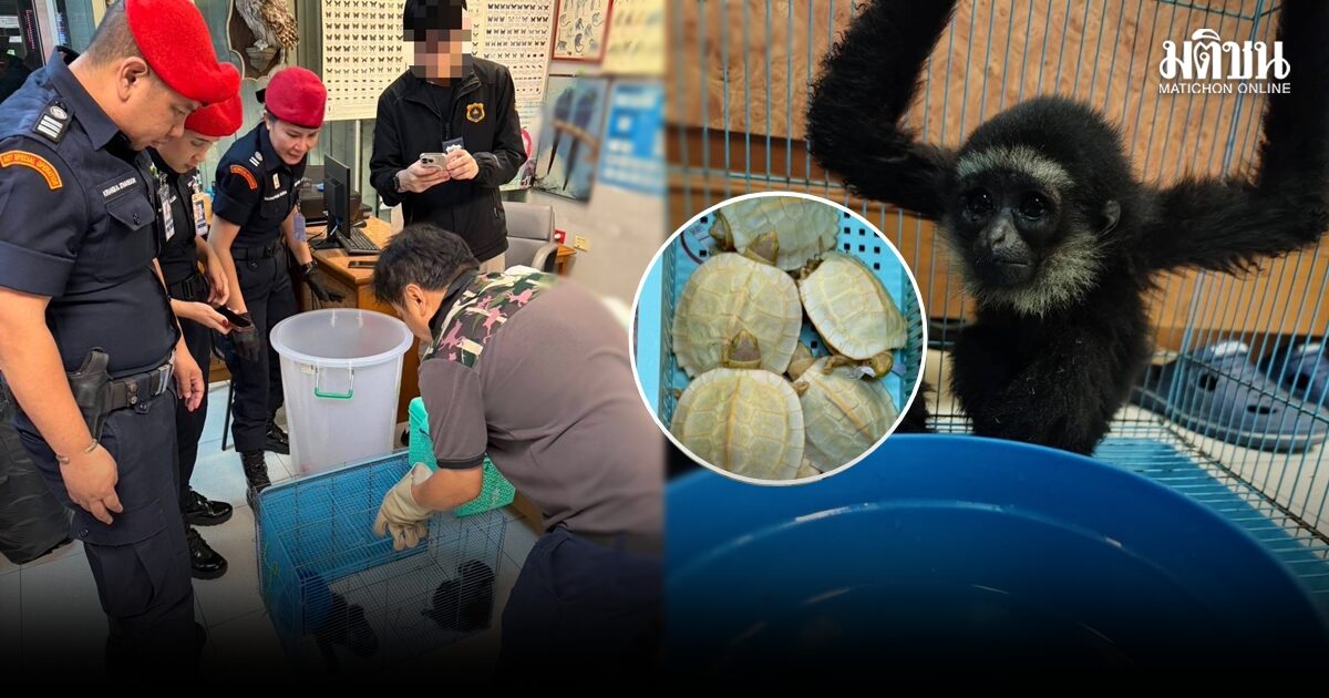 จับชาวอินเดียลอบขนชะนี-สัตว์ป่าข้ามชาติ คาสุวรรณภูมิ ‘รมว.สุชาติ’ สั่งดำเนินคดีถึงที่สุด