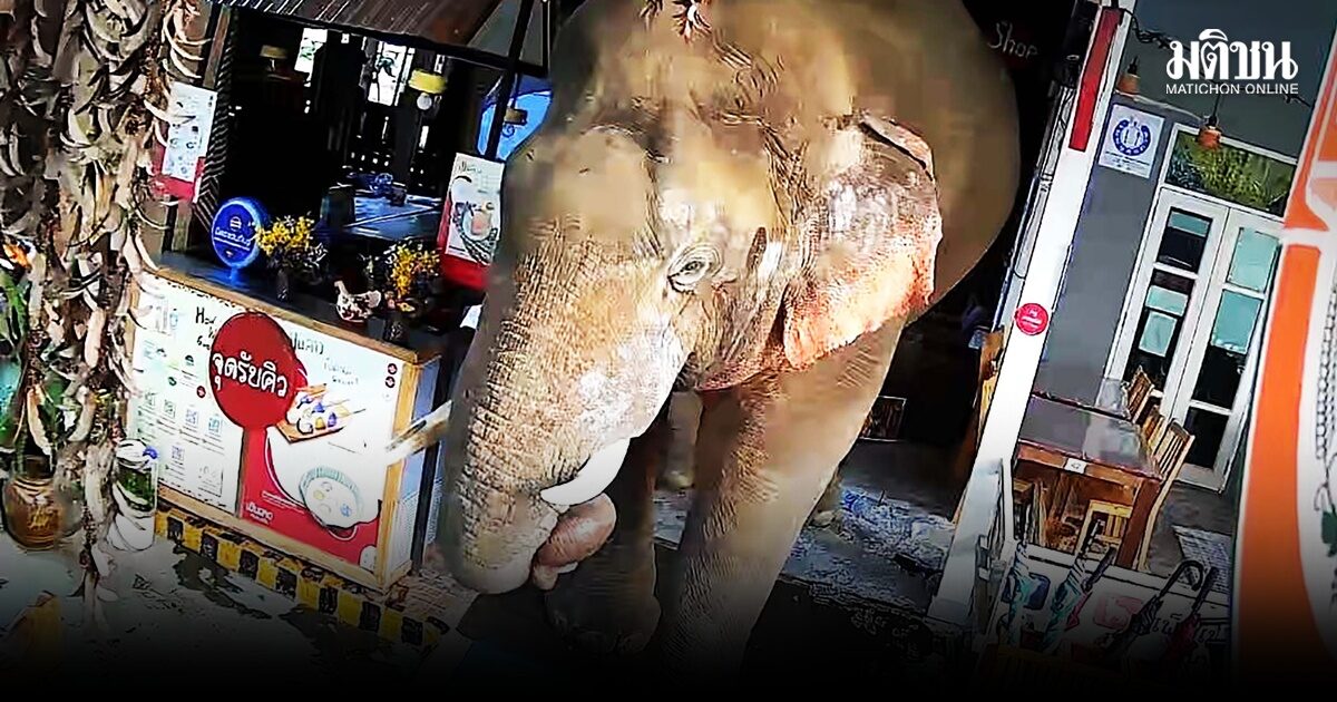 “พลายเบี่ยงเล็ก” ช้างเขาใหญ่หากินในป่ายากขึ้น รื้อกระจุยร้านอาหารปากช่อง