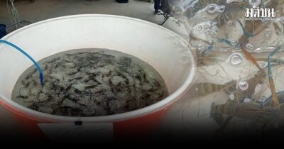 กุ้งก้ามกราม
