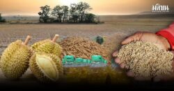 ‘เอลนีโญ’ วิกฤตลูกใหม่เศรษฐกิจไทย 5 พืชเสี่ยงผลผลิตวูบ