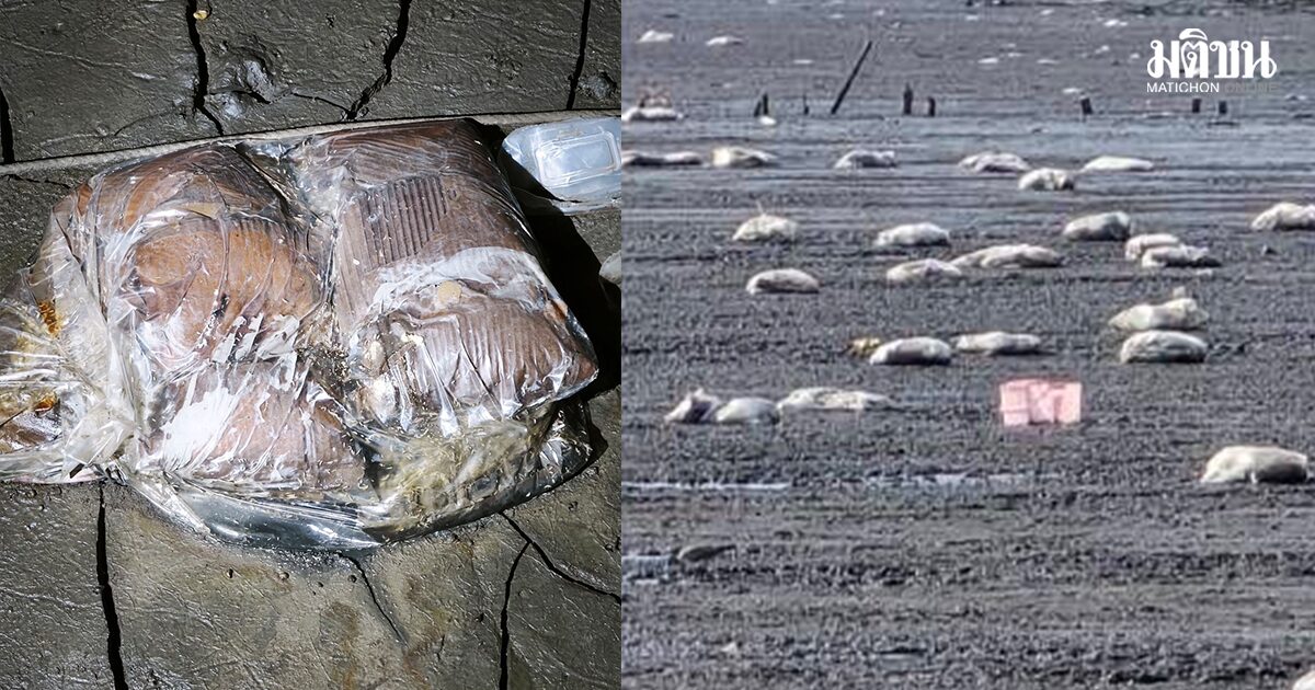 เรือขนของสดหนีภาษี จมทะเลตราด ทิ้งซากเน่า 2 ตัน เดือดร้อนชาวบ้าน ดมกลิ่นเหม็นคลุ้ง