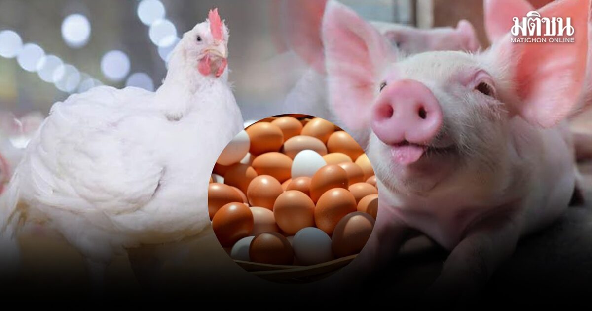 ค้าภายใน หารือผู้เลี้ยงผู้ค้า ‘หมู-ไก่-ไข่’ ชี้อากาศร้อนจัดโตช้า ตกเกรด ฟาร์มร้องเอาผิดคนกลางกดราคารับซื้อ