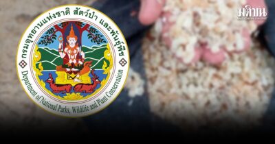 ไข่มดแดง