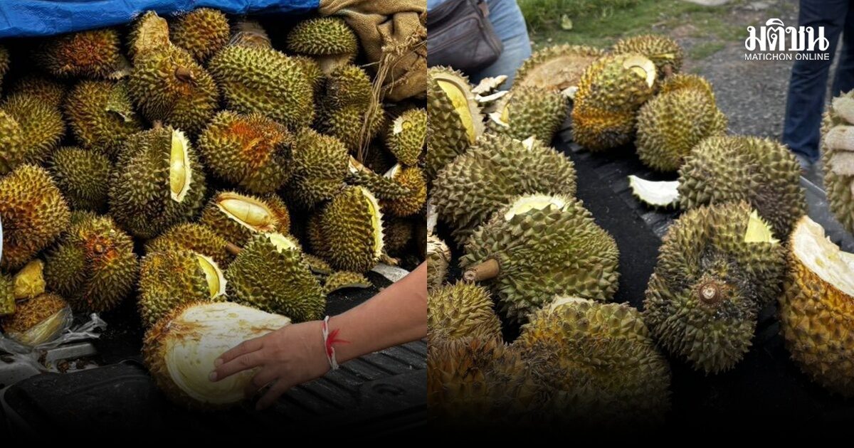 พ่อค้าเมืองอุดรฯโวย ทุเรียนอ่อน หลังซื้อจากแม่ค้าออนไลน์ กว่า 3.7 หมื่นบาท ร้องศูนย์ดำรงธรรมช่วย