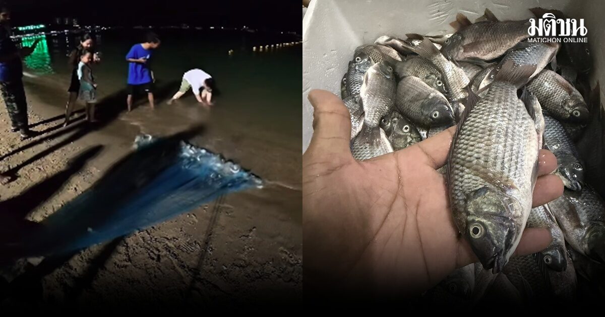 ตะลึง! หว่านแหริมหาดพัทยา กวาดปลาหมอคางดำขึ้นมาได้อื้อ วอนตรวจสอบ หวั่นกระทบระบบนิเวศ