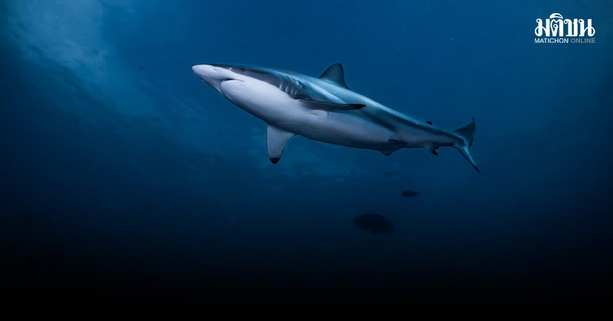 อันซีนโลกใต้ท้องทะเล กับ นิทรรศการภาพถ่าย Pay Back to the Ocean ผ่านเลนส์ช่างภาพวัย 14