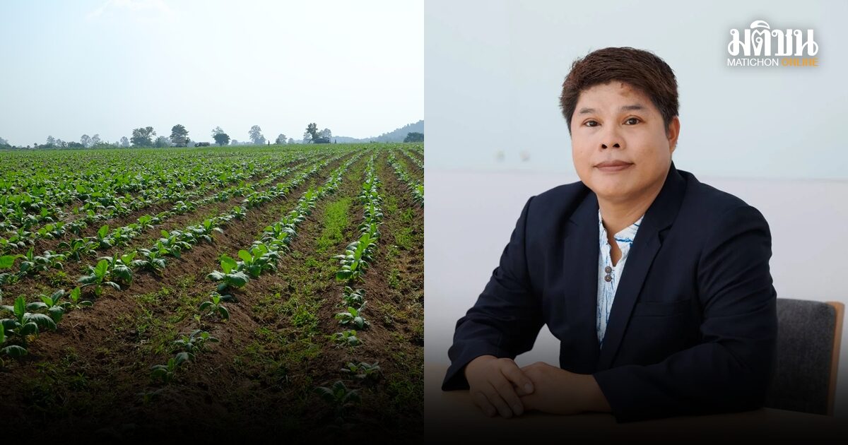 นักวิชาการหนุนกรมสรรพสามิต เร่งปรับภาษีบุหรี่อัตราเดียว หลังยืดเยื้อนานกว่า 8 ปี