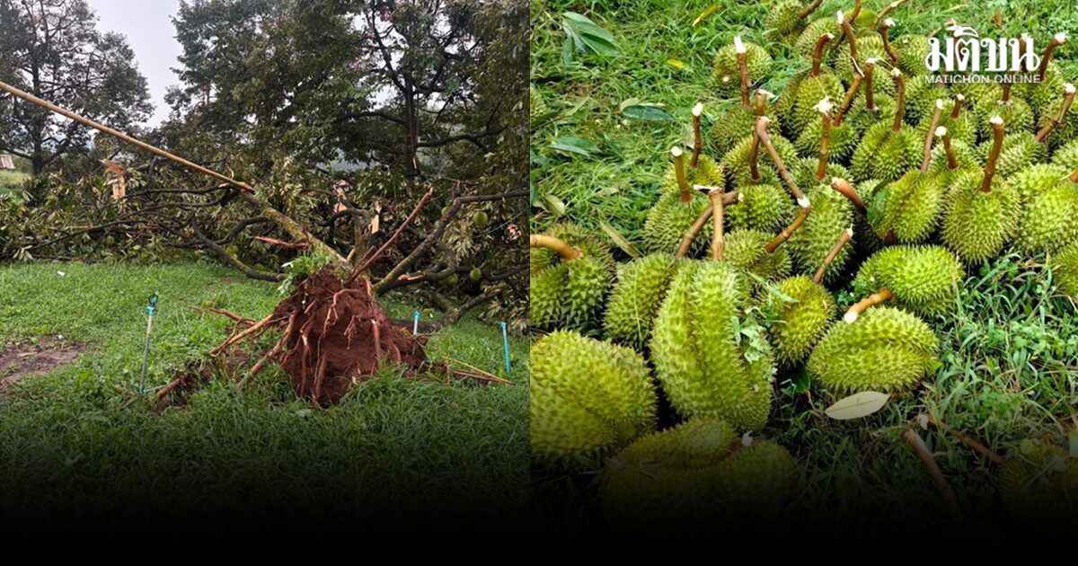 พาณิชย์จันท์ เผยยอดสวนทุเรียน เจอพายุฤดูร้อนพัด เสียหาย 100 ตัน ประสานผู้รับซื้อ นำไปแปรรูป