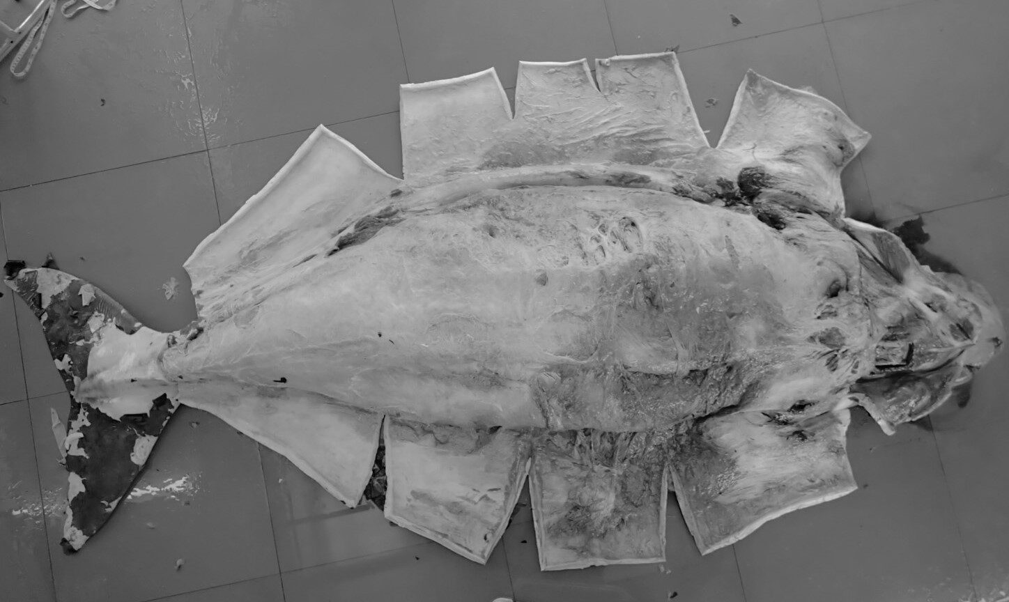 “รมว.สุชาติ” สั่งกรมทะเลเร่งชันสูตรซากพะยูนเกยตื้น จ.พังงา คาดเสียชีวิตเฉียบพลัน