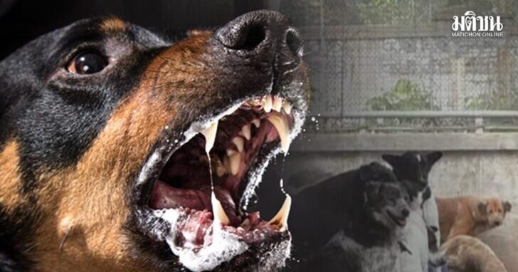 dog1