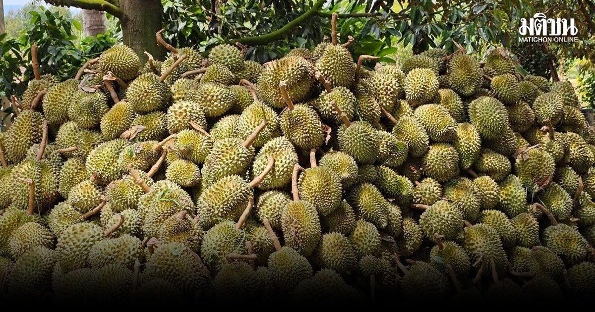 ชาวสวนโคราชอ่วม พายุถล่ม อ.เสิงสาง พัดทุเรียนร่วง 4 ตัน