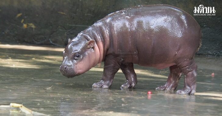 hippo1 ฮิปโปโปเตมัส