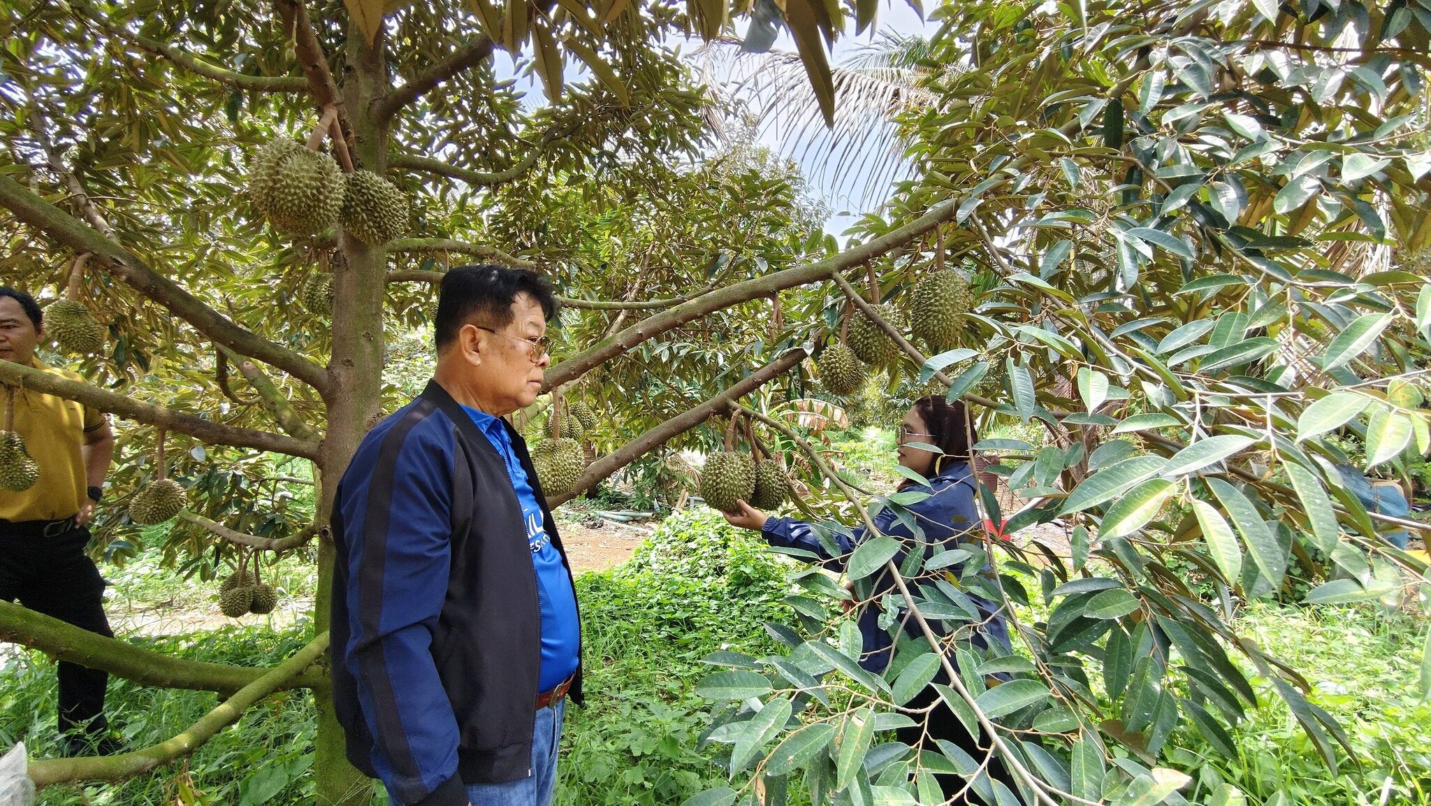 ทุเรียนครบุรี