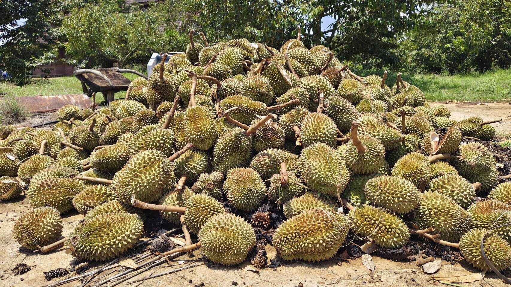ทุเรียนร่วง