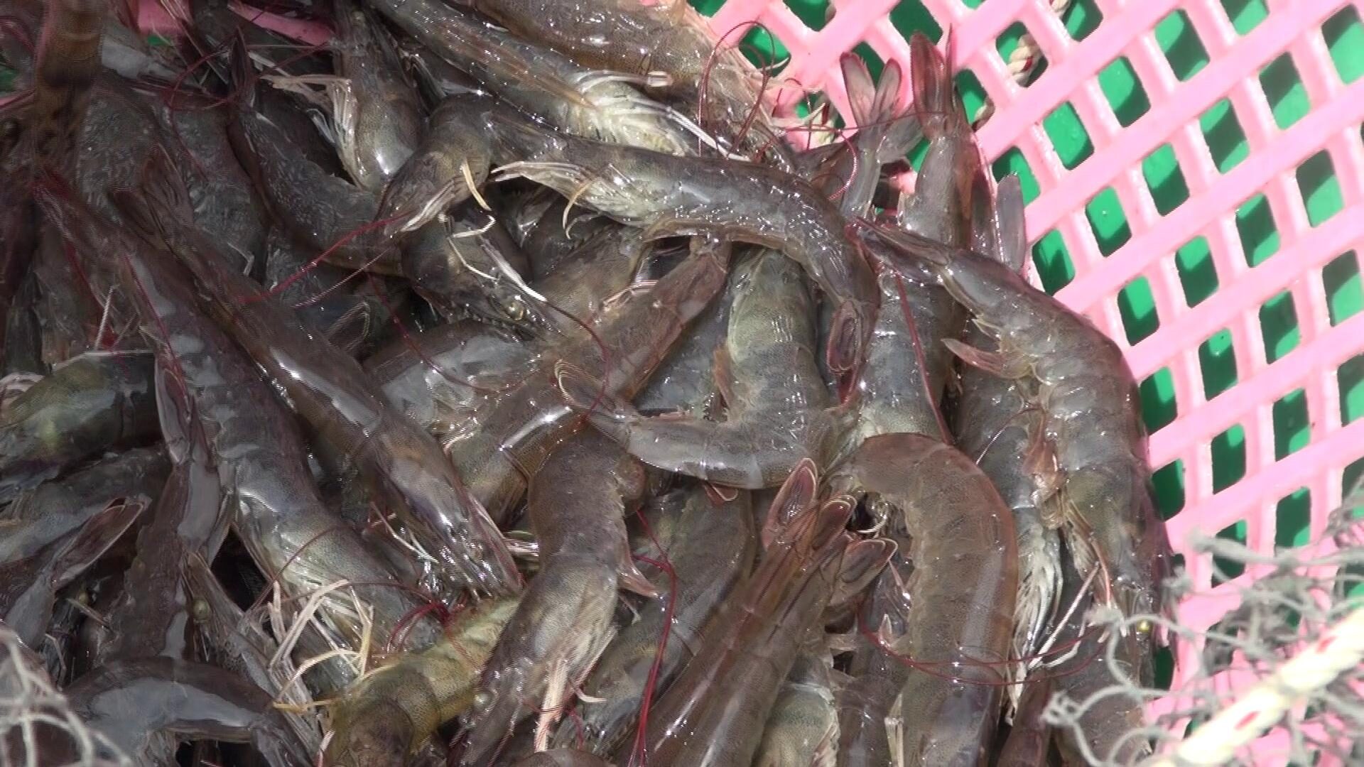 กุ้งสงขลา