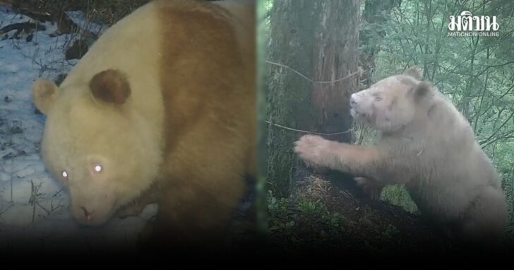 panda1 แพนด้าเผือก