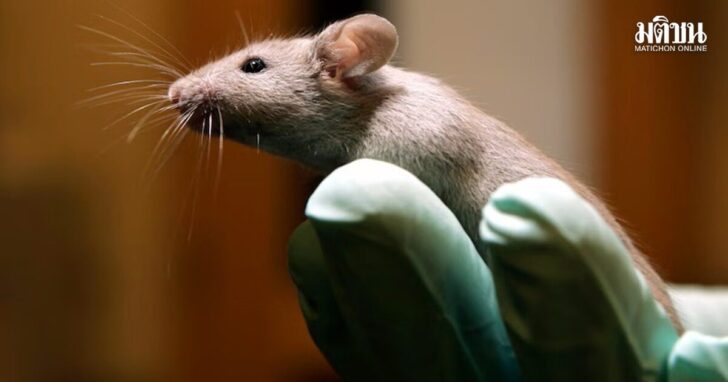 rat1 หนู