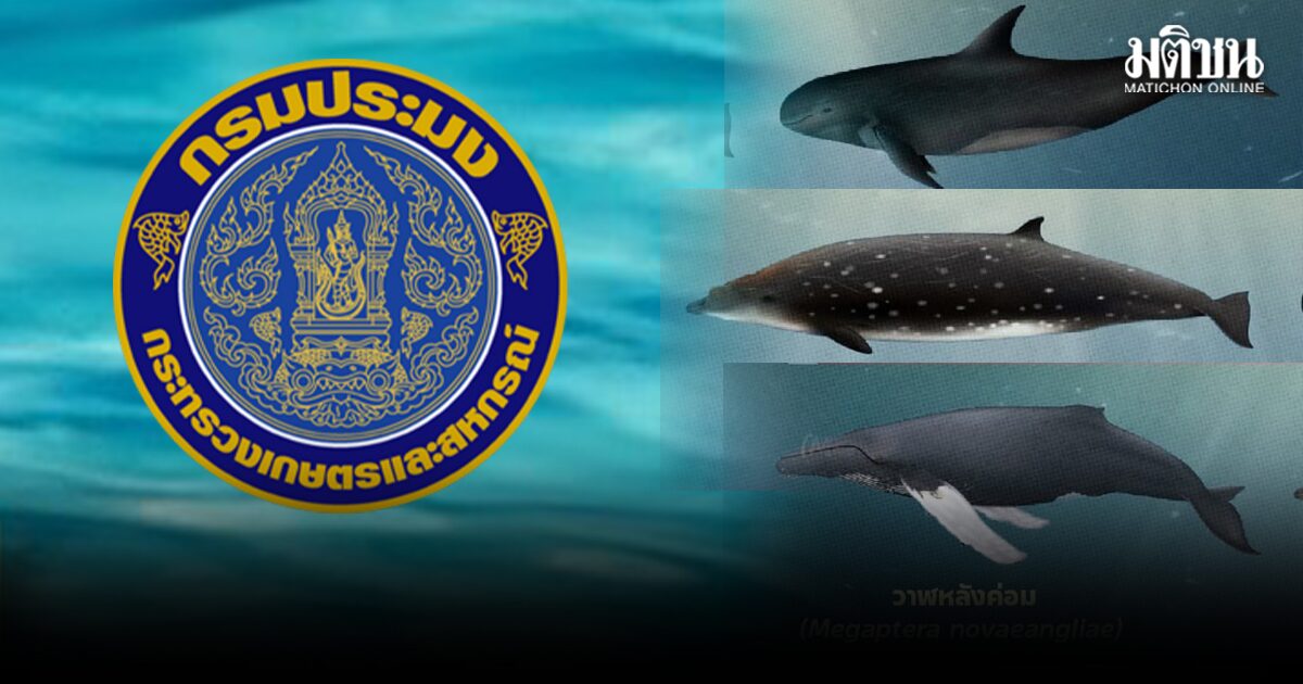กรมประมง เปิดให้ ผู้ครอบครองสัตว์น้ำคุ้มครอง วาฬ 3 ชนิด ยื่นขออนุญาตถึง 23 ก.ค.นี้