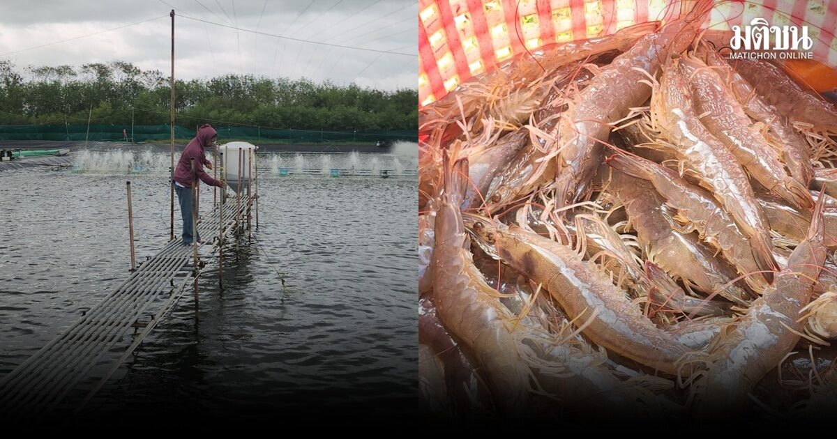 ผู้เลี้ยงกุ้งสงขลา เดือดร้อนหนัก มาเลเซียงดนำเข้า ฉุดราคาตกต่ำ ห้องเย็นกว้านซื้อถูก ตุนไว้ขาย