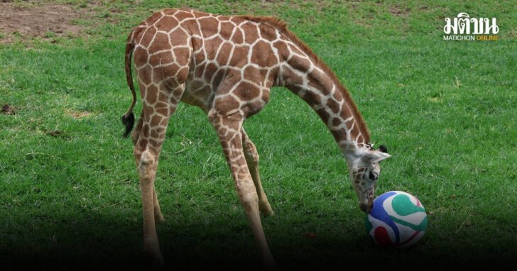 Guadalajara Zoo animals World Cup predictions
