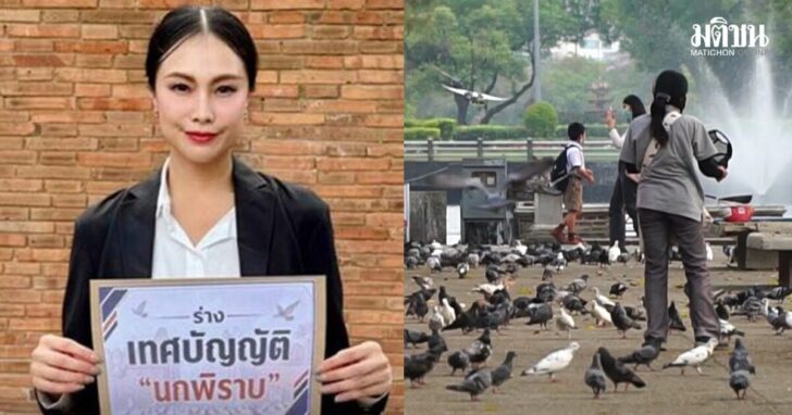 ร่างเทศบัญญัตินกพิราบ ร่างเทศบัญญัตินกพิราบ