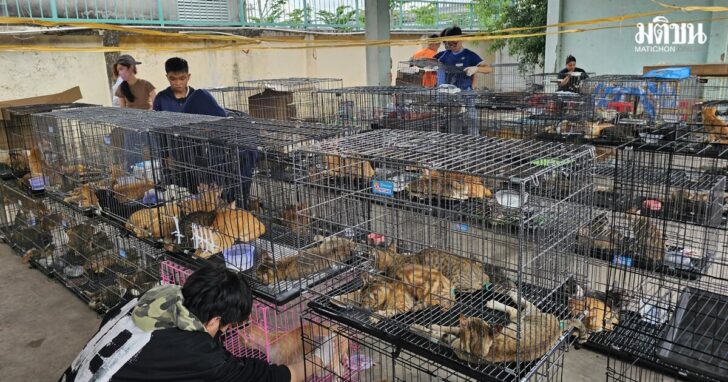 Vietnam Cat Rescue