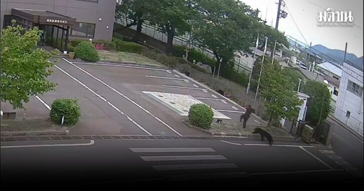 Japan Bear Attack