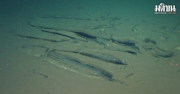 Science Whale Graveyard