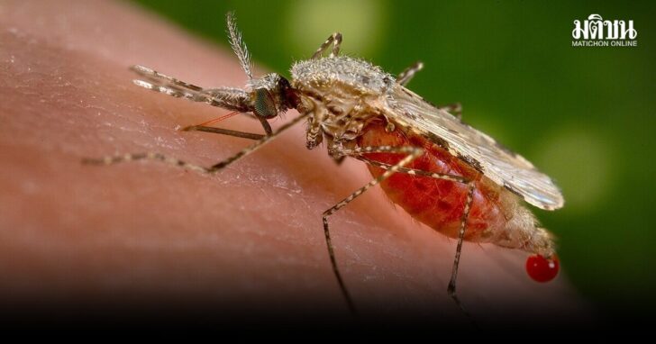 Anopheles_stephensi1