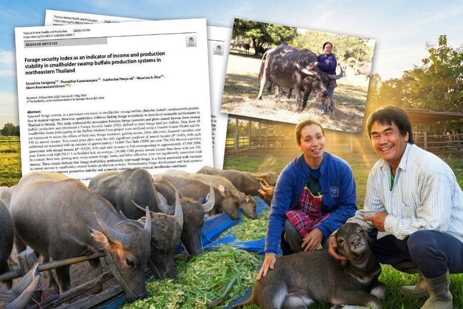 ซีพี–ม.เกษตรศาสตร์ ยกระดับฟาร์มกระบือไทย ด้วยข้อมูลวิจัยอาหา